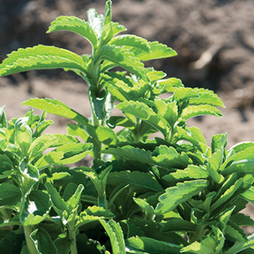 How to Grow Stevia