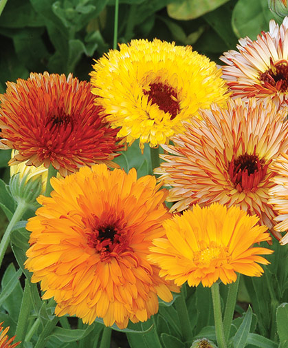 Calendula blooms, prized for their beauty, as well as culinary and medicinal uses.