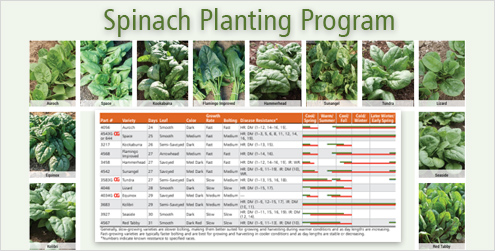 Spinach Planting Program