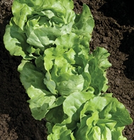 Nancy Green Butterhead Lettuce