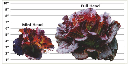 Dimensions of Mini Head Lettuce vs Full Head Lettuce