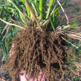 intro to soil health