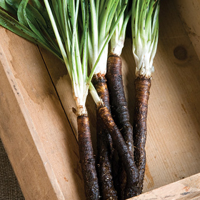 How to Grow Scorzonera & Salsify