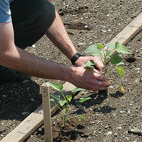 How to Grow Sweet Potatoes