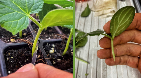 Severing the top of the scion below its cotyledons.