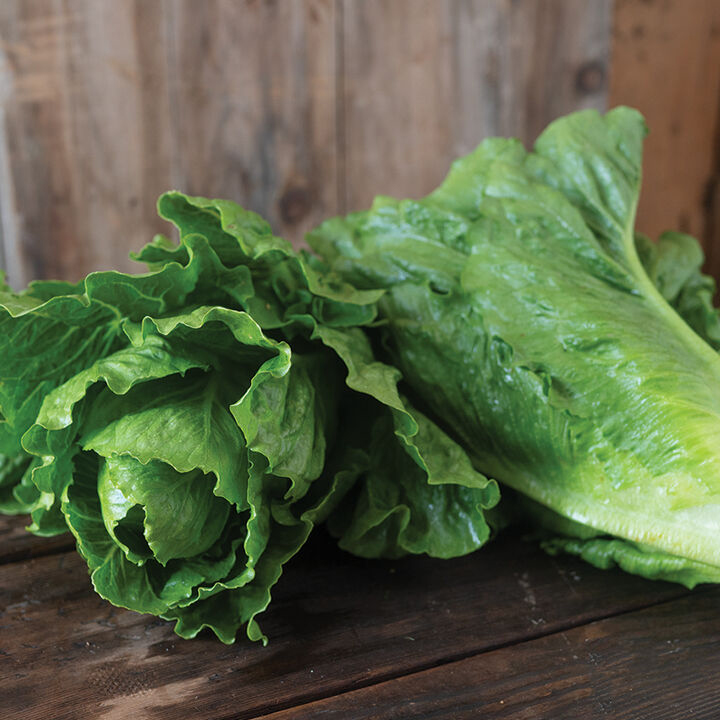 heads of romaine lettuce