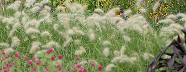 Beyond Blossoms • Ornamental Herbs, Grasses, & Vegetables