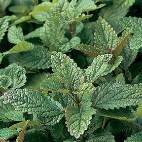 How to Grow Lemon Balm