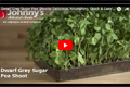 Dwarf Grey Sugar Pea Shoots Dwarf Grey Sugar Pea Shoots