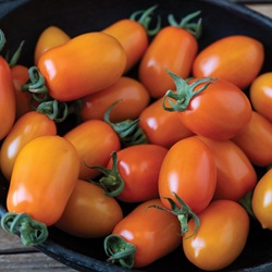 Mimosa Organic (F1) Tomato Seed