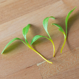 Yellow Chard Microgreens Seed