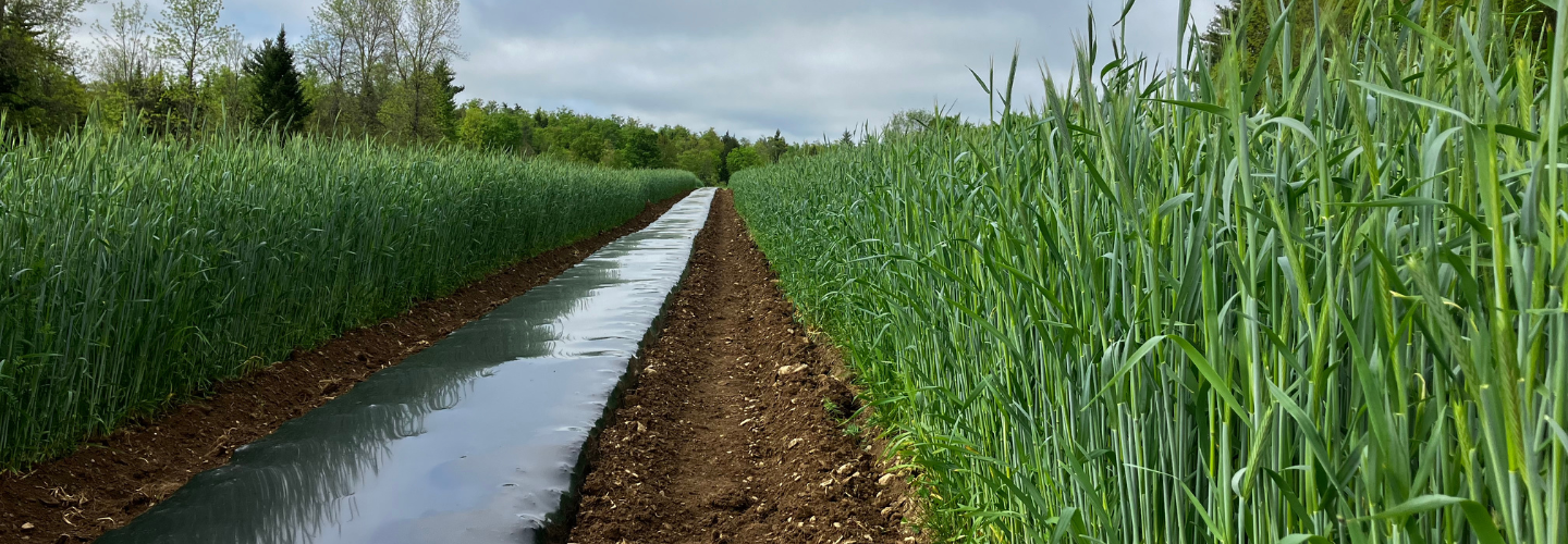 Read about winter cover cropping