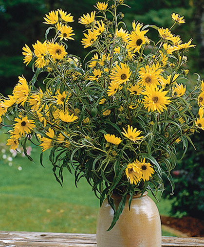 An arrangement of perennial sunflowers, a type that demands little maintenance yet blooms generously.
