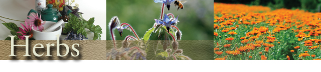 Economic Outlook for Herbs Economic Outlook for Herbs