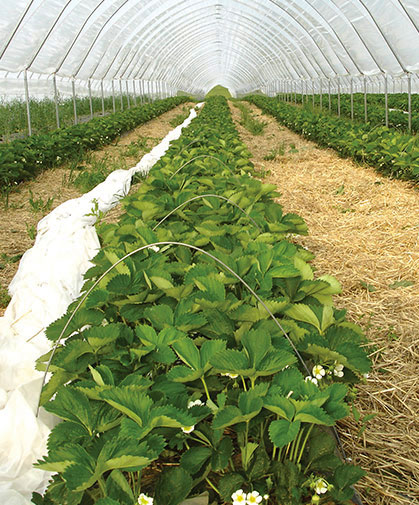 June-bearing (summer-bearing) strawberries under cultivation within low tunnels with Agribon floating covers, as well as high tunnel protection.