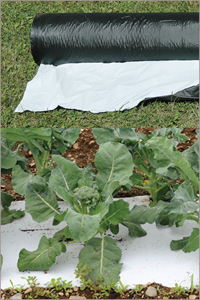 Broccoli on 2-sided Mulch