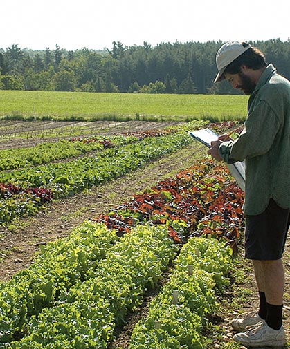 A field of lettuce being evaluated in trials by our lettuce product tech at our research farm.