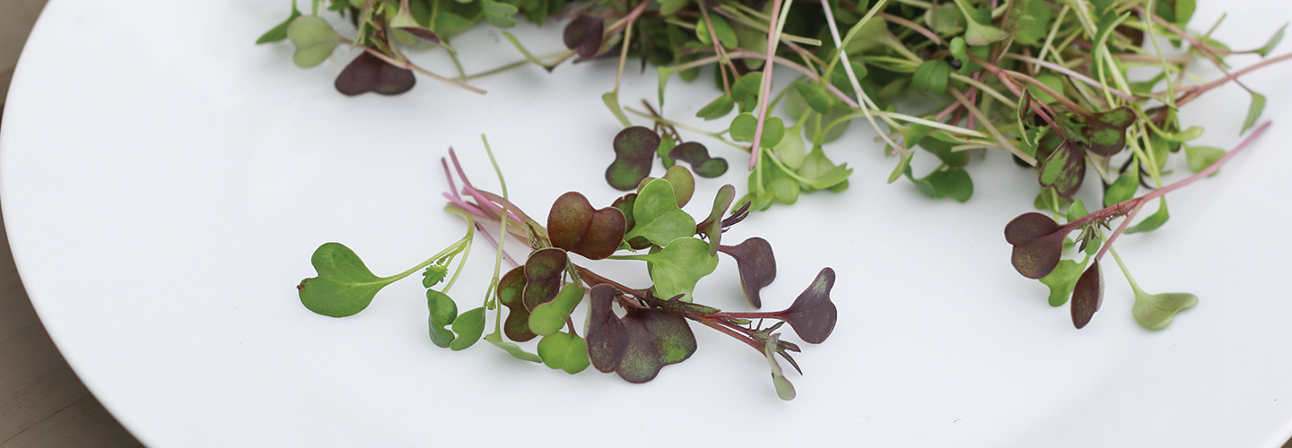 microgreens on plate