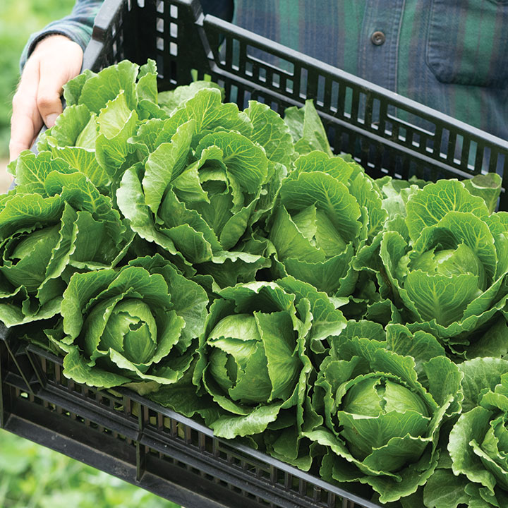 Mini vs. Full-Size Lettuce