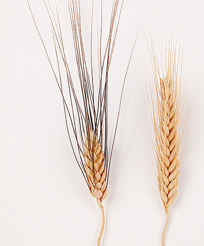 'Black Tip' (left) and 'Silver Tip' (right) wheat, two varieties of ornamental grasses useful for cut-flower arrangements.