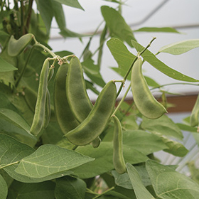 How to Grow Lima Beans