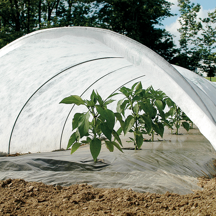 Row Cover over Pepper plants