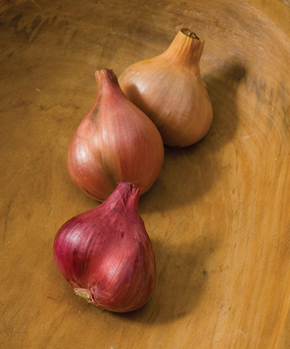 Three types of shallots with different characteristics, including earliness, flavor profile, and storage potential.