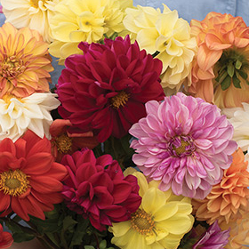 How to Grow Dahlias