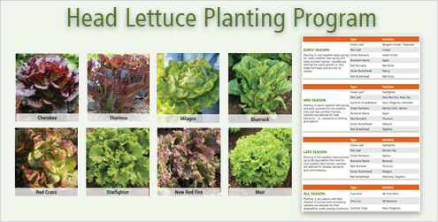 Head Lettuce Planting Program