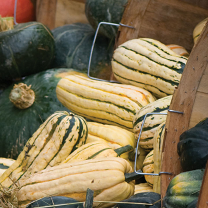 Winter Squash Curing & Storage