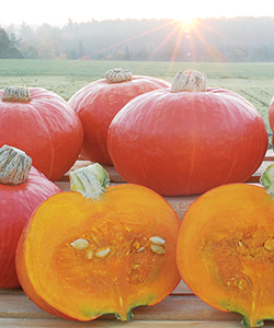 Sunshine Kabocha Winter Squash Sunshine Kabocha Winter Squash
