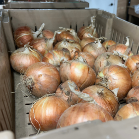onions curing