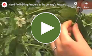 Hand-pollinating peppers, a classical breeding technique.
