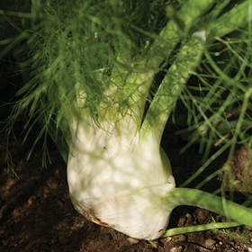 How to Grow Fennel Bulb