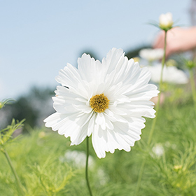 How to Grow Cosmos