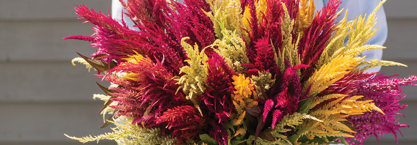 bouquet of Celosia flowers