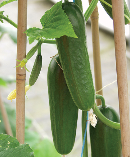 These developing cucumbers are supported by bamboo trellising to keep the fruits up off the ground.