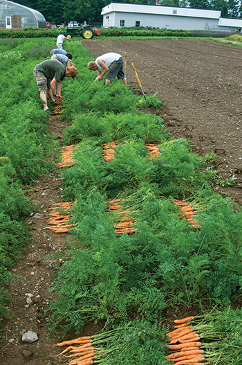 Handle Storage Carrots with Care