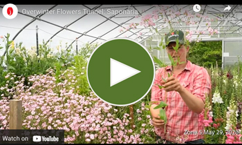 View Our Overwinter Flower Tunnel Saponaria Video