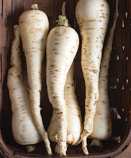 Washed and trimmed parsnips, ready for storage; pelleted parsnip seed is available for ease of handling and efficiency.