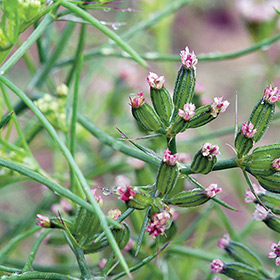 How to Grow Cumin