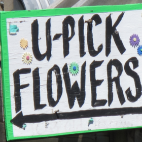 u-pick flower sign