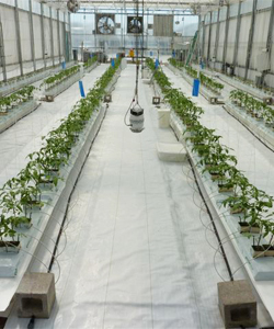 Hydroponic Growing System