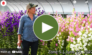 View Our Overwinter Flower Tunnel Campanula Video