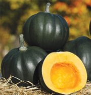 Honey Bear acorn squash