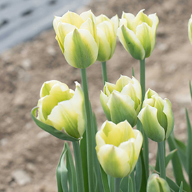 How to Grow Tulips