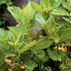 How to Grow Mint from Seed