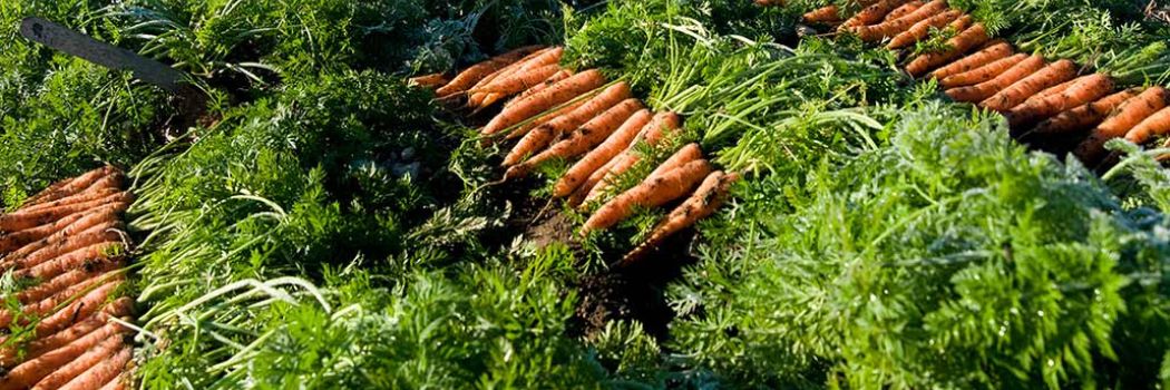 Carrot Harvesting, Handling, & Storage