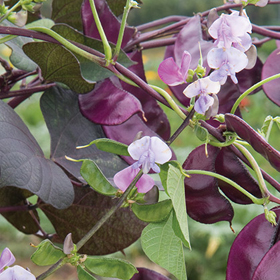 How to Grow Hyacinth Bean