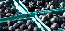 Blueberry Harvest Program